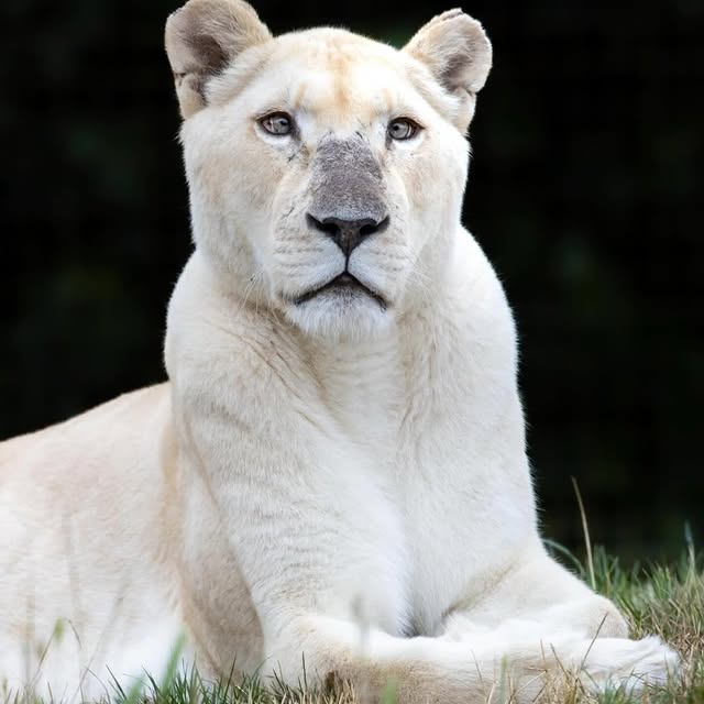  ......fehood   'recent posts' 