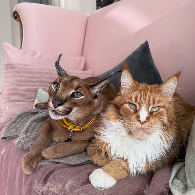  ......aracal   'recent posts' 