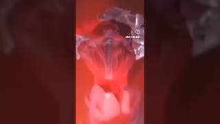  ......Monkey  'recent videos' 