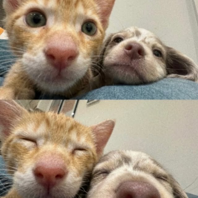  .....pawsz   'recent posts' 