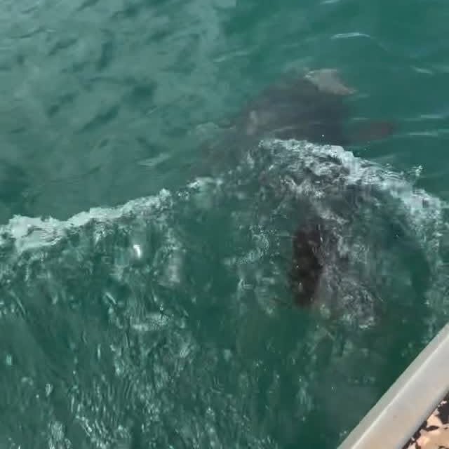  ..........ylefishing   'recent posts' 