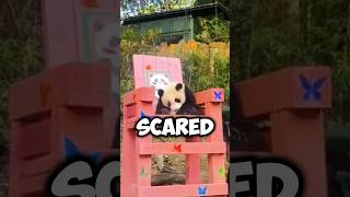  ....tChat  'recent videos' 