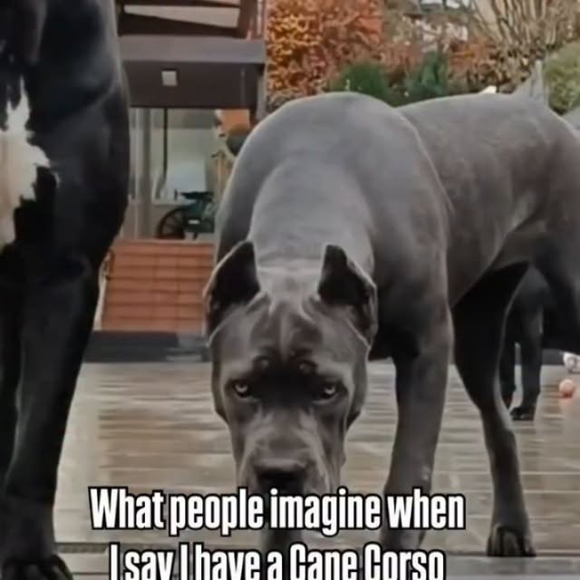  .........pet_world   'recent posts' 