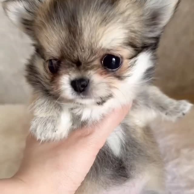  .......uapuppy   'recent posts' 