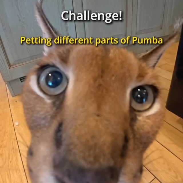  ......aracal   'recent posts' 