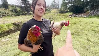  ....a Pit  'recent videos' 