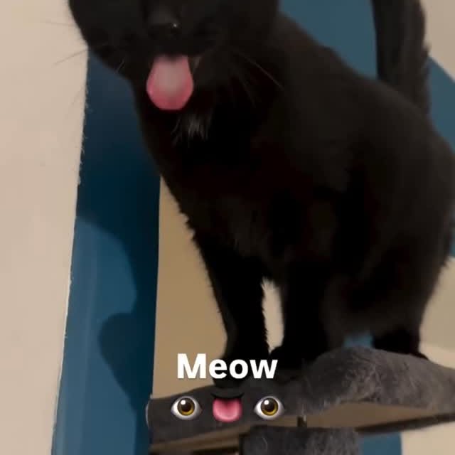  ...........irtonguesout   'recent posts' 