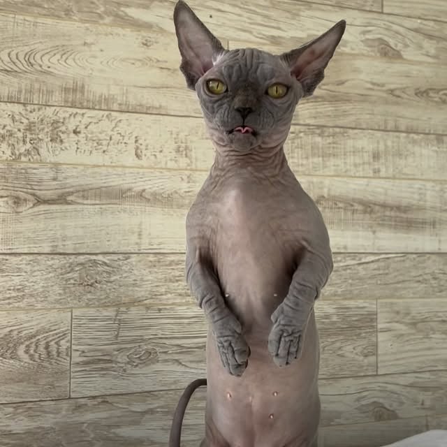  ......sphynx   'recent posts' 