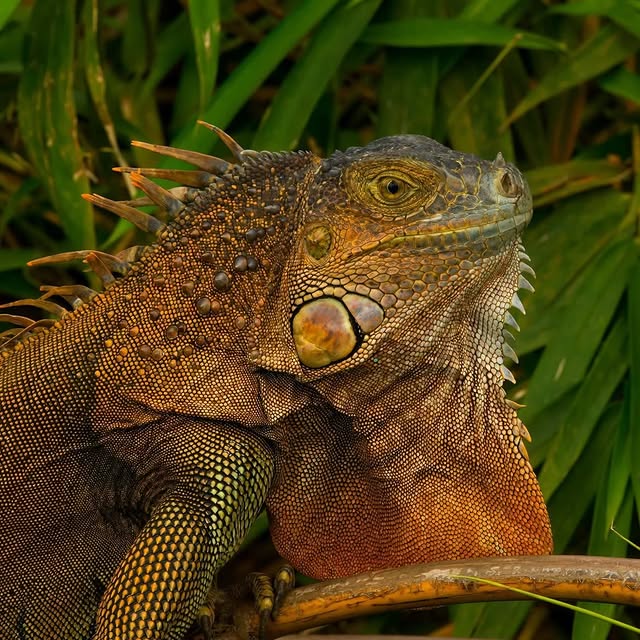  ......fehood   'recent posts' 