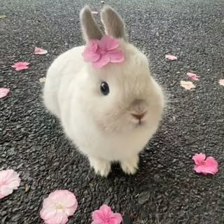 Hire .......inheart influencer with 68.7k