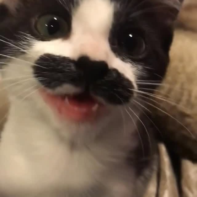  ...........irtonguesout   'recent posts' 