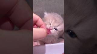  ......teCats  'recent videos' 