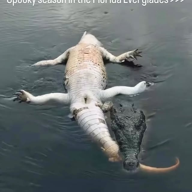  .....lorida   'recent posts' 