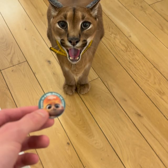  ......aracal   'recent posts' 