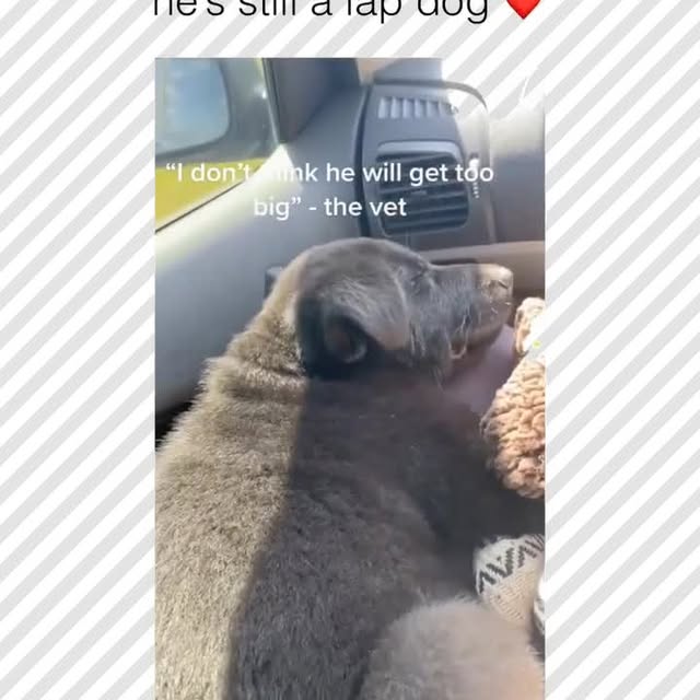  .....pawsz   'recent posts' 