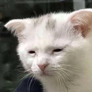 Hire .....memes influencer with 126.7k