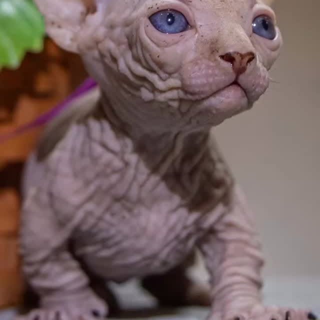  ......sphynx   'recent posts' 