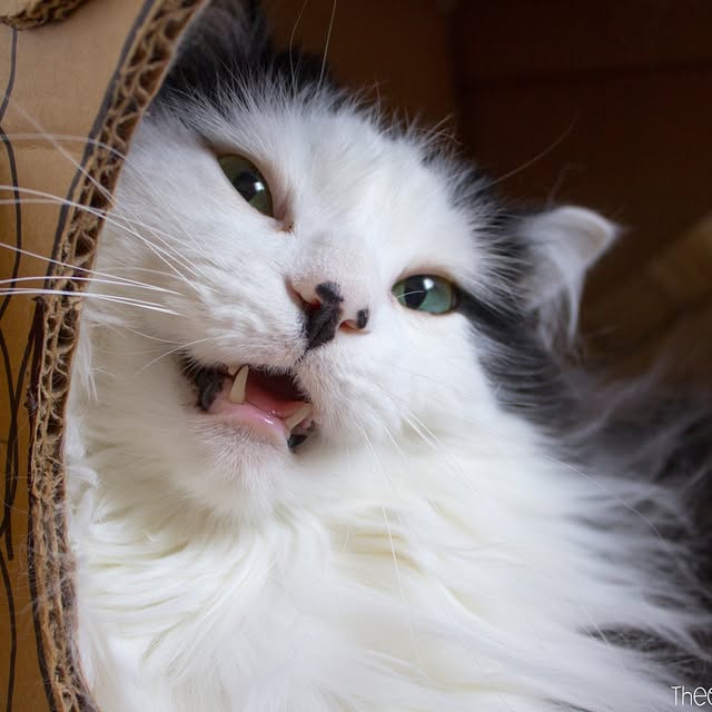  .........tofficial   'recent posts' 