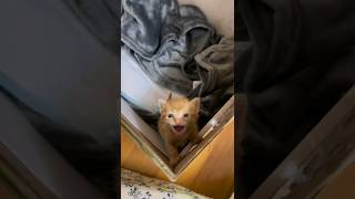  ......teCats  'recent videos' 