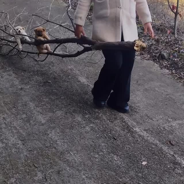  .....nimals   'recent posts' 