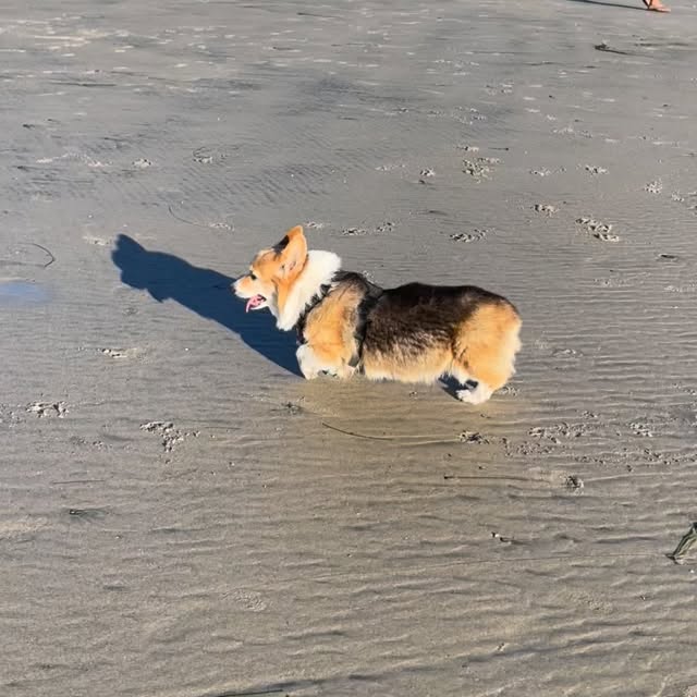  .....corgis   'recent posts' 