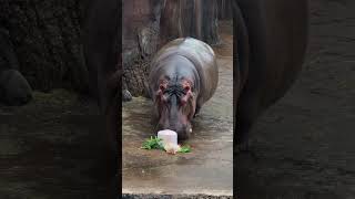  .....rthTv  'recent videos' 