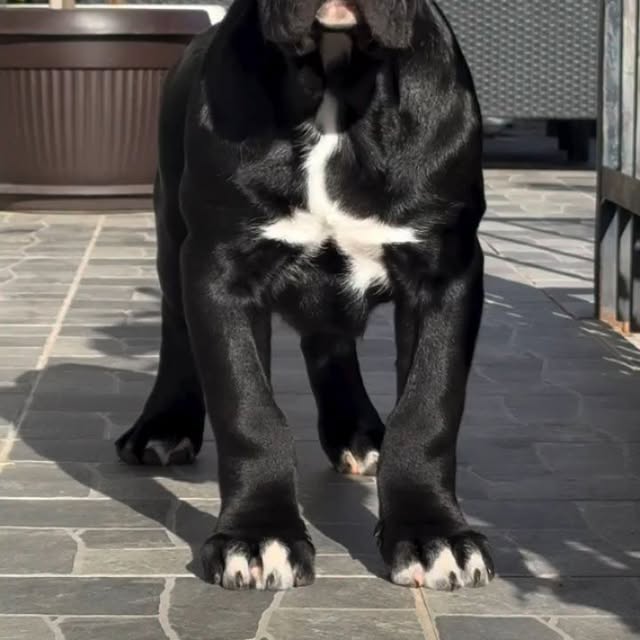  .........pet_world   'recent posts' 