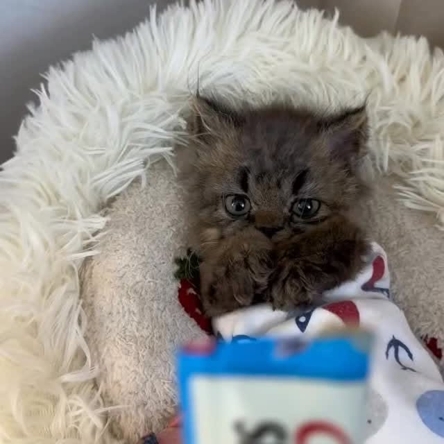  ......nd.kits   'recent posts' 