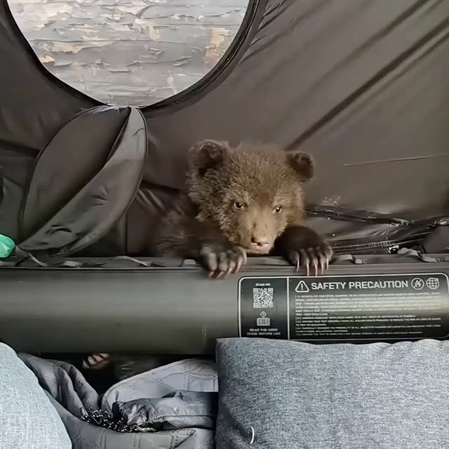  ...urre   'recent posts' 