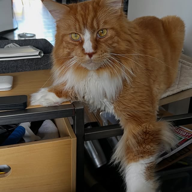  ......adamus   'recent posts' 