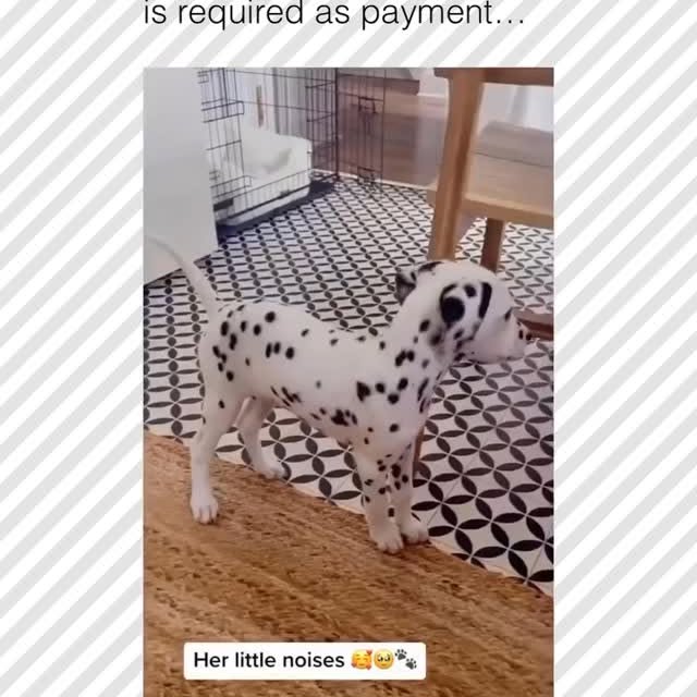  .....pawsz   'recent posts' 