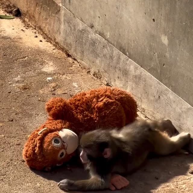  .........onanimals   'recent posts' 