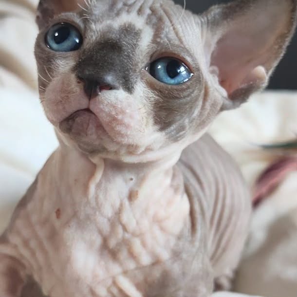  ......sphynx   'recent posts' 