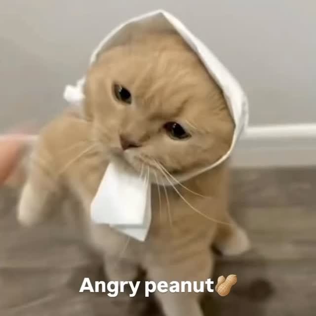  ..........ens_animal   'recent posts' 