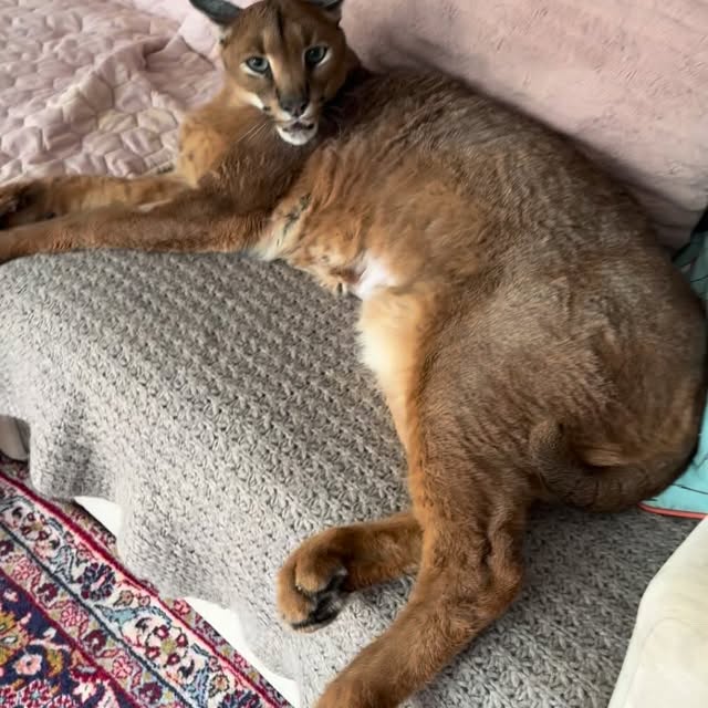  ......aracal   'recent posts' 