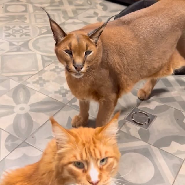  ......aracal   'recent posts' 