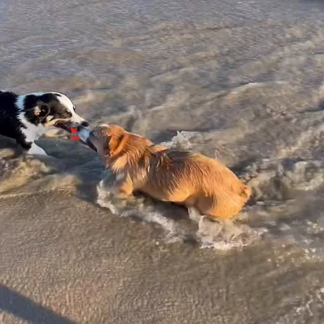  .....corgis   'recent posts' 