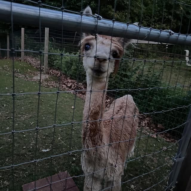  .....lpaca   'recent posts' 