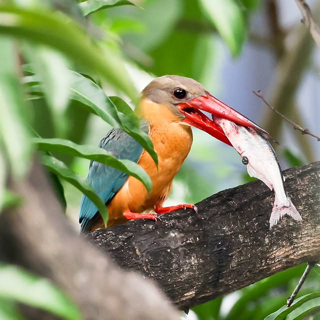  .....yland   'recent posts' 