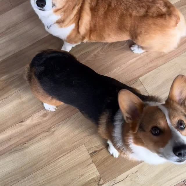  .....corgis   'recent posts' 