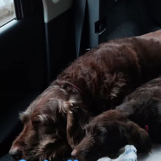  .........bradoodle   'recent posts' 