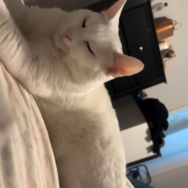  .....memes   'recent posts' 