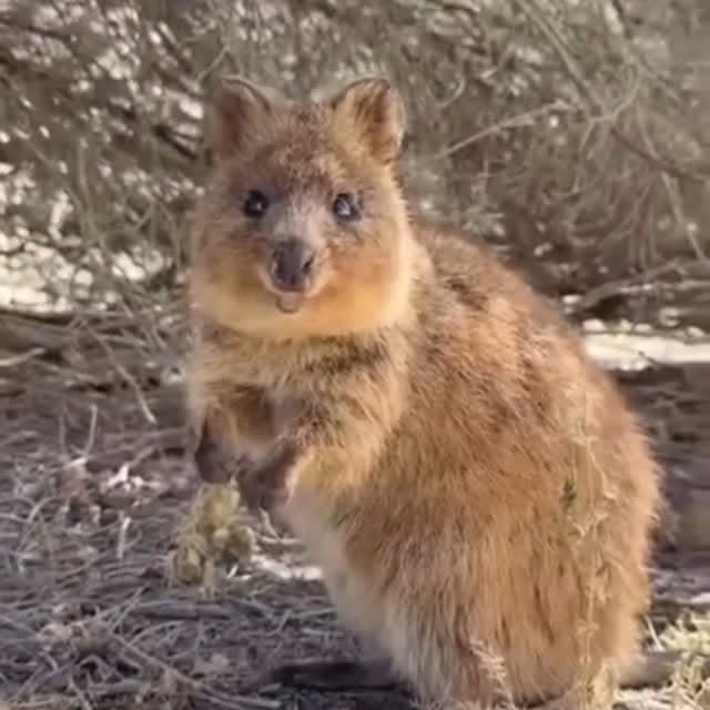  ......quokkas   'recent posts' 