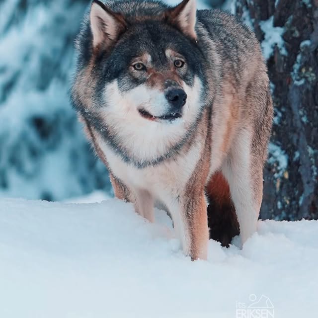  ......fehood   'recent posts' 