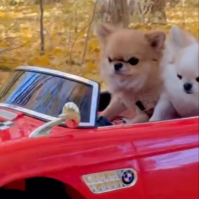  .......uapuppy   'recent posts' 