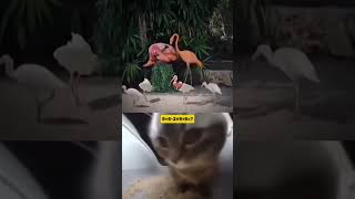  ......ricals  'recent videos' 