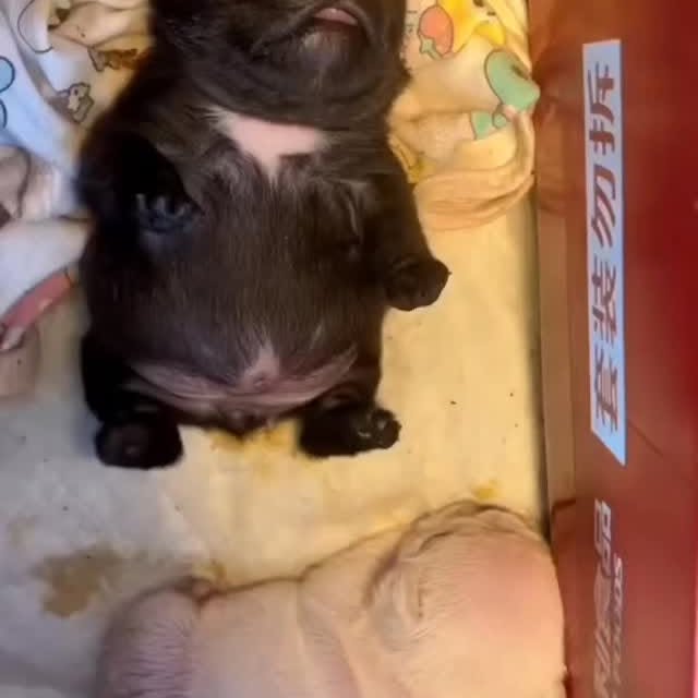  ..........ldogs_only   'recent posts' 