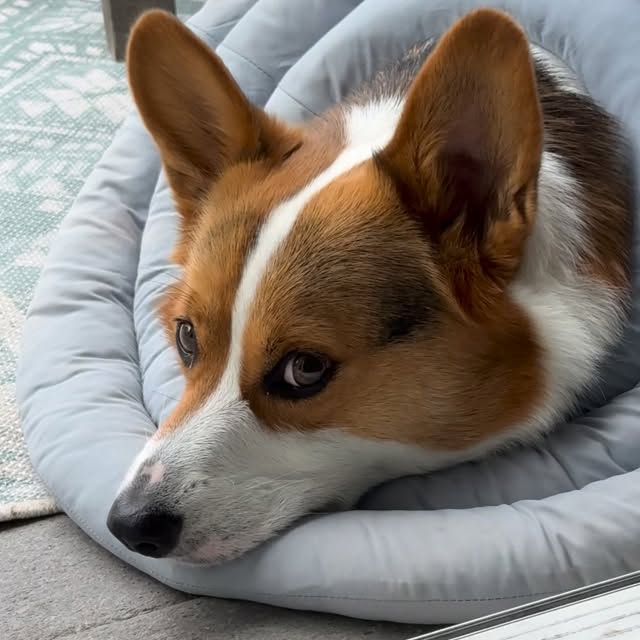  .....corgis   'recent posts' 