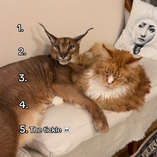  ......aracal   'recent posts' 