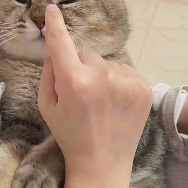  ......pets.86   'recent posts' 